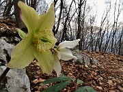 64 Rose di Natale - Ellebori - (Helleborus niger)